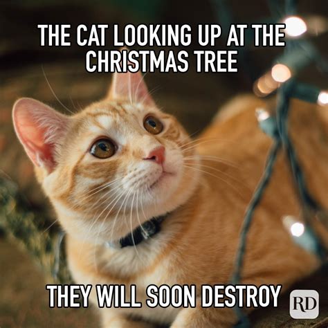 christmas cat meme|funny cats at christmas.